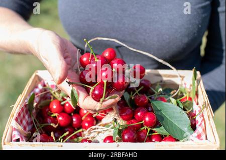 Cherries in a hand holding by a woman. Handful with sour cherries Stock Photo