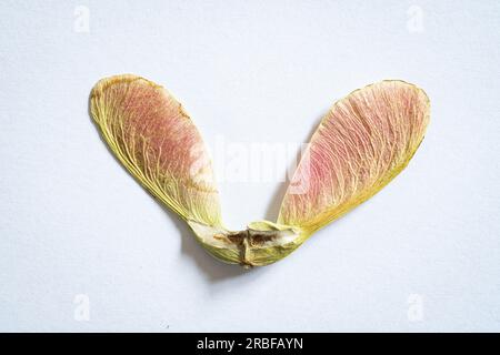Detailed image of seeds wings fallen of a Maple (Acer) tree Stock Photo