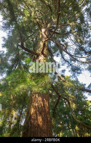 Huge mammoth tree, also known as giant redwood tree, seen from below Stock Photo