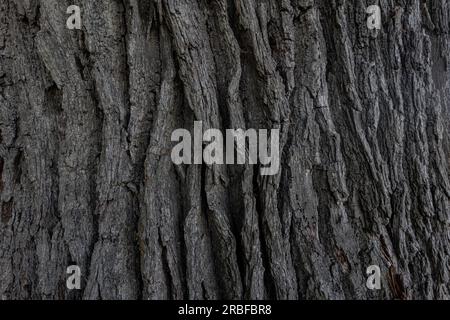 Old Oak Bark Texture Grey Color Stock Photo