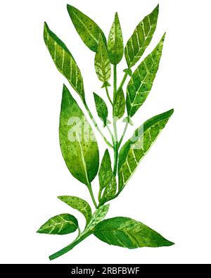 https://l450v.alamy.com/450v/2rbfbwf/watercolor-clip-art-collection-of-fresh-herbs-isolated-mint-rosemary-sage-oregano-bay-leaves-olive-thymeherbs-object-isolated-2rbfbwf.jpg