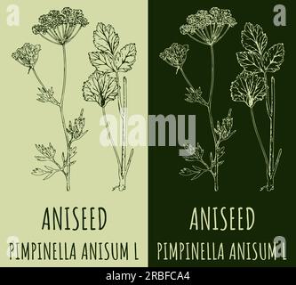 Vector drawing ANISEED. Hand drawn illustration. The Latin name is PIMPINELLA ANISUM L. Stock Photo