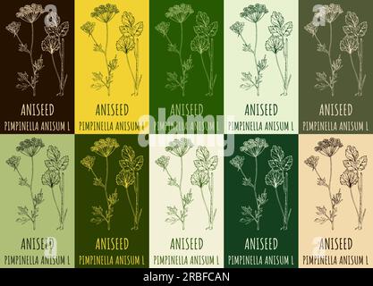 Set of vector drawing ANISEED in various colors. Hand drawn illustration. The Latin name is PIMPINELLA ANISUM L. Stock Photo