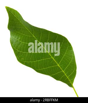 Green leaf of walnut tree isolated on white background Stock Photo
