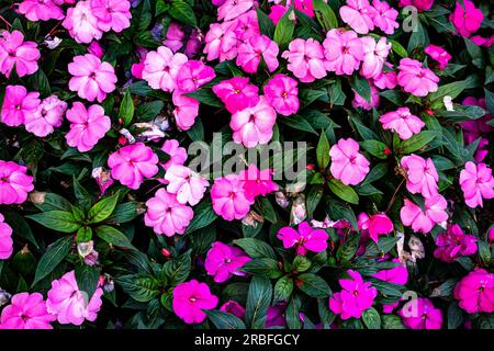 Flower bed of Vinca, Catharanthus roseus, or Madacascar Periwinkle in New York, USA Stock Photo