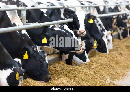 Agricultural concept, diary cows eating a hay in modern free livestock stall or cowshed for distibution of milk, animal and food concept Stock Photo