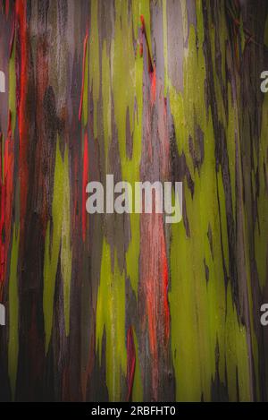 Close up view on a trunk of a rainbow eucalyptus Stock Photo