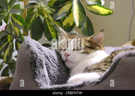 Adult female Tabby Cat fast asleep n her bed Stock Photo