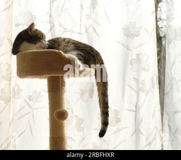 Adult female tabby cat lounging at the top of her cat tree and looking out of the window Stock Photo
