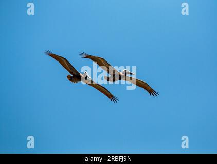 Two brown pelicans flying in a blue sky above the Atlantic Ocean looking for fish in Cocoa Beach, Florida. Stock Photo