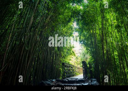 Bamboo forest on the Pipiwai trail in Haleakala national park Stock Photo
