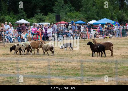 A Border Collie herds sheep during a demonstration at the Skagit Valley Highland Games in Mount Vernon, Washington on Saturday, July 8, 2023. Stock Photo