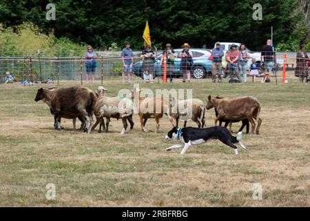 A Border Collie herds sheep during a demonstration at the Skagit Valley Highland Games in Mount Vernon, Washington on Saturday, July 8, 2023. Stock Photo