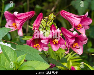 Fragrant, deep pink summer flowers of the trumpet lily, Lilium 'Pink Perfection' Stock Photo