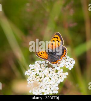 Orange and black small copper butterfly, Lycaena phlaeas, feeding on yarrow, Achillea millefolium, in a UK grassland Stock Photo