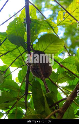 Philippine tarsier in a natural reserve on bohol island, philippines. Close up Stock Photo