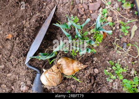 Bulbs ready to be planted on dirt in springtime with trowel lying beside them - shallow focus Stock Photo