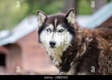 Shelter for dogs used in sledding, with a dog in the foreground, in Ushuaia, Argentina Stock Photo