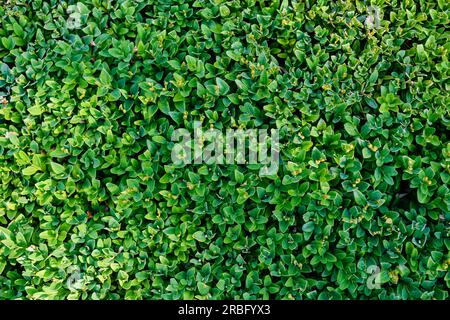 Trimmed bush in the form of a fence. Close-up. Stock Photo