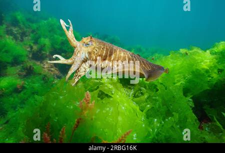A cuttlefish (Sepia officinalis) underwater with sea lettuce algae (Ulva lactuca), Atlantic ocean, natural scene, Spain, Galicia Stock Photo
