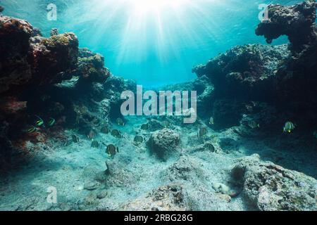 Sunlight underwater over an eroded rocky reef with tropical fish, Pacific ocean, French Polynesia, Huahine Stock Photo