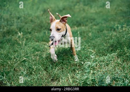 Cute small American Staffordshire Terrier puppy playing outdoors in green grass Stock Photo