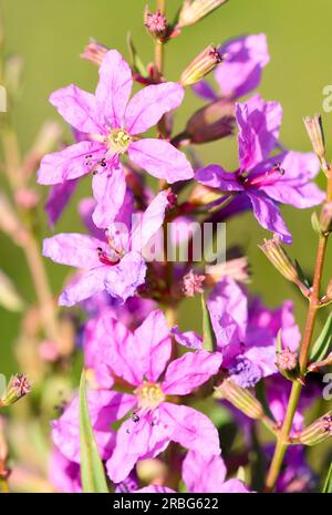 Macro of pink flowers also known as European wand loosestrife (Lythrum virgatum), growing in the meadows close to the Dnieper river in Kiev, Ukraine Stock Photo