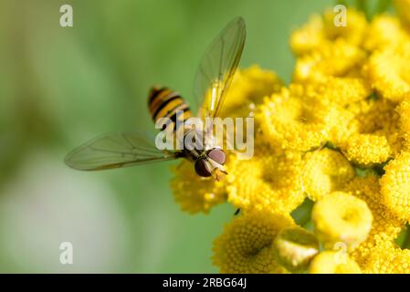 also known as Marmalade hoverfly (Episyrphus balteatus) on a yellow Tansy (Tanacetum vulgare) flower Stock Photo