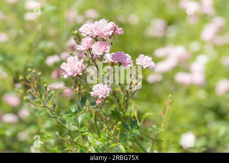 Pink Polyantha Shrub Roses also known as The Fairy roses in a garden, under the hot spring sun Stock Photo