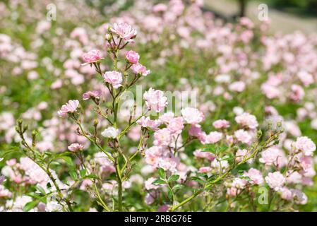 Pink Polyantha Shrub Roses also known as The Fairy roses in a garden, under the hot spring sun Stock Photo