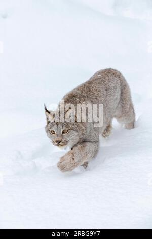 A bobcat hunts for prey in a snowy forest habitat Stock Photo