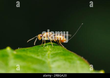 Megastigmid Wasp (Megastigmus sp.) - Female Stock Photo