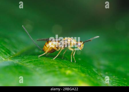 Megastigmid Wasp (Megastigmus sp.) - Female Stock Photo