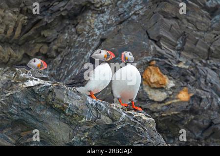 A Pair of Atlantic Puffins on a Cliff in the Svalbard Islands Stock Photo