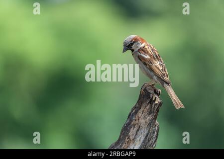 Male House Sparrow (Passer Domesticus) perched on a tree stump Stock Photo