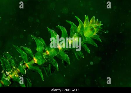 Close-up of a Canadian waterweed underwater in the St. Lawrence River Stock Photo