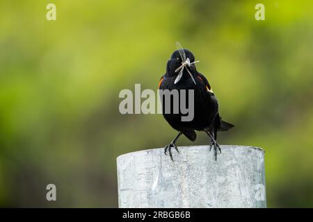 Red-winged blackbird perched on a post with an insect in its beak to bring back to the nest for its young. Stock Photo