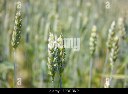 Green wheat field. Green ear of wheat close up. Selective focus, blurred background. The concept of a good harvest. Stock Photo