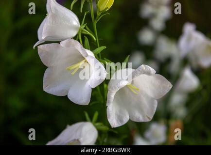 Campanula Carpatica blooms in the summer in the garden. White Carpathian bells. Beautiful floral background with white flowers. White bells close-up. Stock Photo