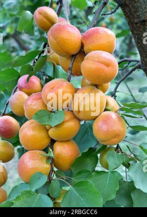 Mature Robada Apricots 'Prunus armeniaca'  orchard, Maryhill Highway,, Columbia River Gorge,  Washington,. Stock Photo