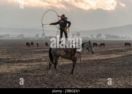 A young Mexican Charro rounds up a herd of horses running through a field on a Mexican Ranch at sunrise Stock Photo