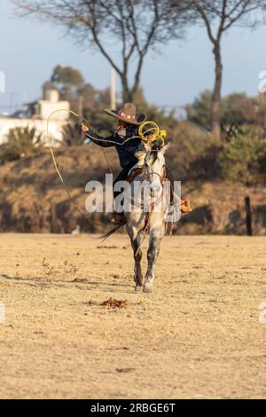 A young Mexican Charro rounds up a herd of horses running through a field on a Mexican Ranch at sunrise Stock Photo