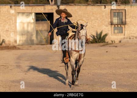 A young Mexican Charro rounds up a herd of horses running through a field on a Mexican Ranch at sunrise Stock Photo