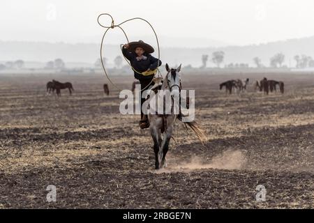 A young Mexican Charro rounds up a herd of horses running through a field on a Mexican Ranch at sunrise Stock Photo