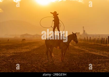 A young Mexican Charro rounds up a herd of horses running through a field on a Mexican Ranch at sunrise Stock Photo