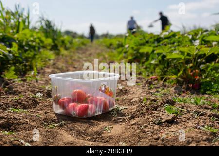 Punnet of strawberries in a pick your own farmers field, UK Stock Photo