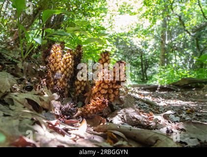 Ground-level closeup of an American Bear Corn or Squawroot in dappled sunlight. Stock Photo
