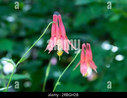 Closeup of a red columbine wildflower in light shade. Stock Photo