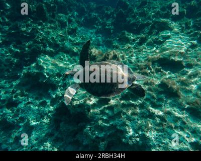 Green sea turtle Stock Photo