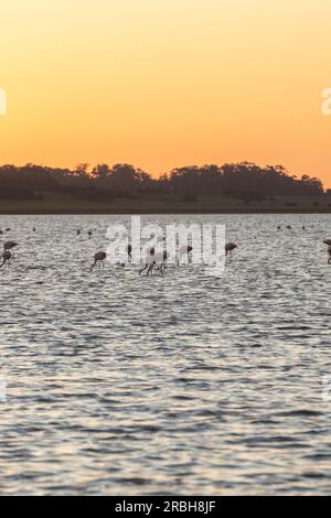 Flamingos in the protected area of La Laguna de Rocha in La Paloma, Uruguay. Stock Photo